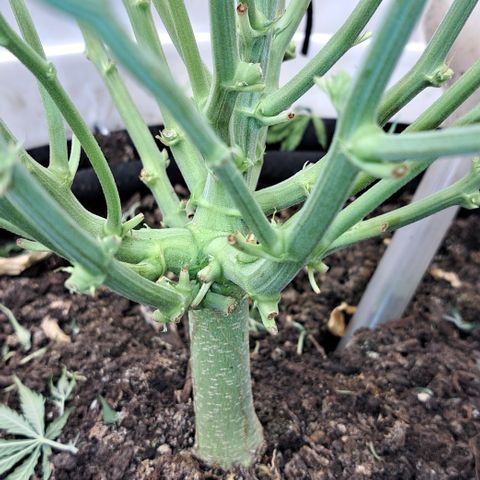 Green #2 growlog timeline photo