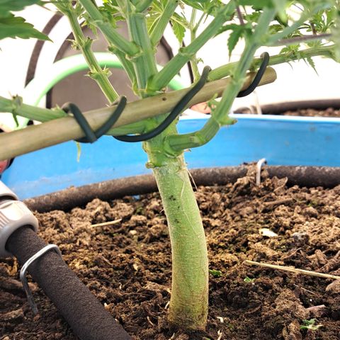 Northern Light Automatic growlog timeline photo