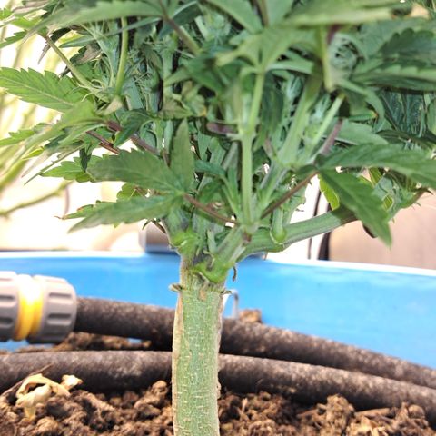 Royal Gorilla Automatic (bonsaï style) growlog timeline photo
