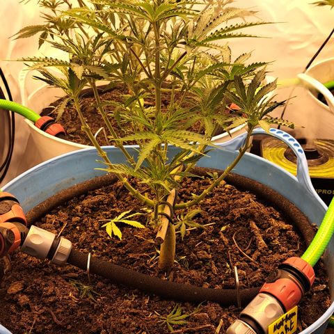Northern Light Automatic growlog timeline photo