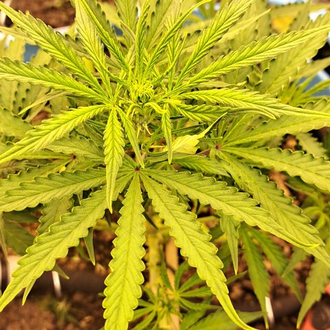 Northern Light Automatic growlog timeline photo