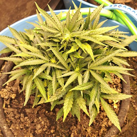 Royal Gorilla Automatic (bonsaï style) growlog timeline photo