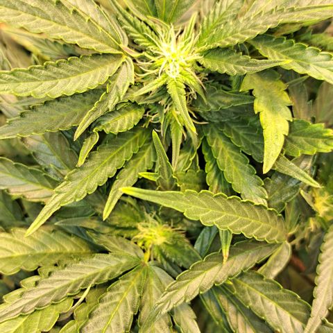 Royal Gorilla Automatic (bonsaï style) growlog timeline photo