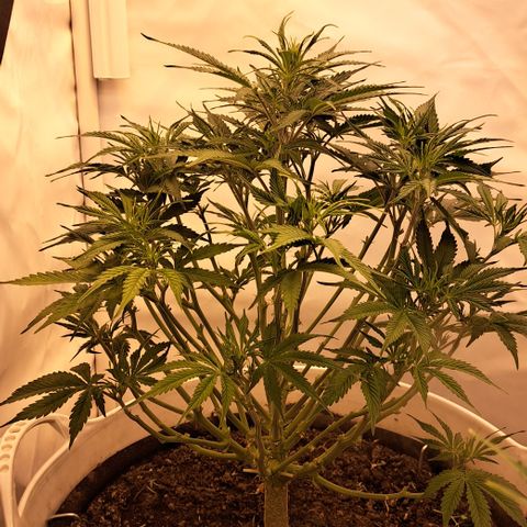 Green Gelato Automatic growlog timeline photo