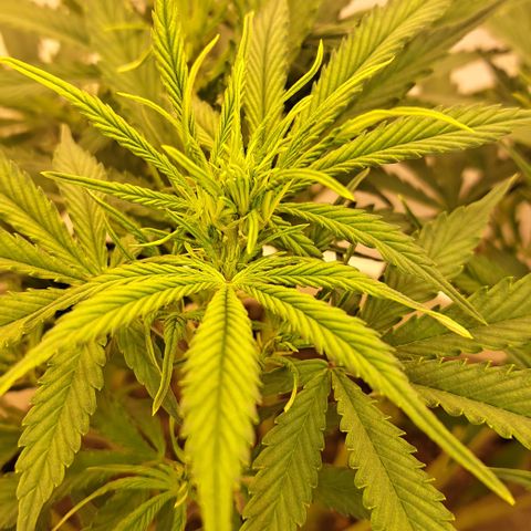 Green Gelato Automatic growlog timeline photo