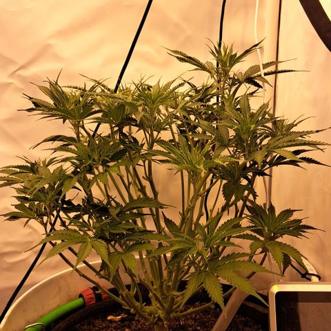 Green #2 growlog timeline photo