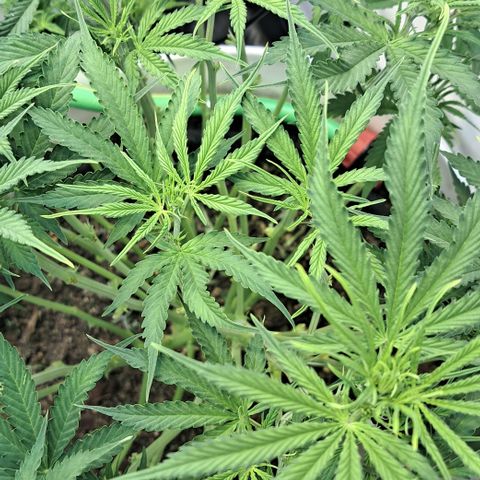 Green #2 growlog timeline photo