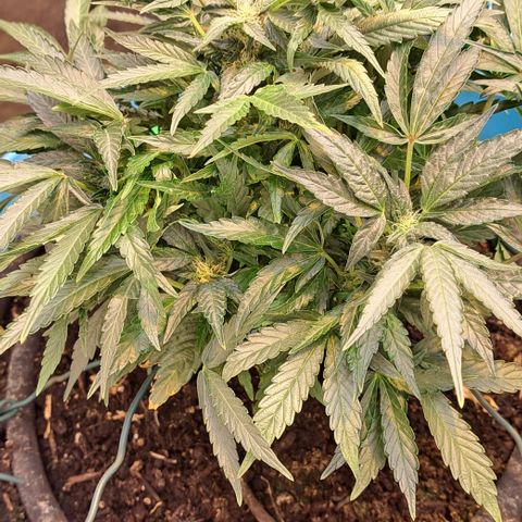 Royal Gorilla Automatic (bonsaï style) growlog timeline photo