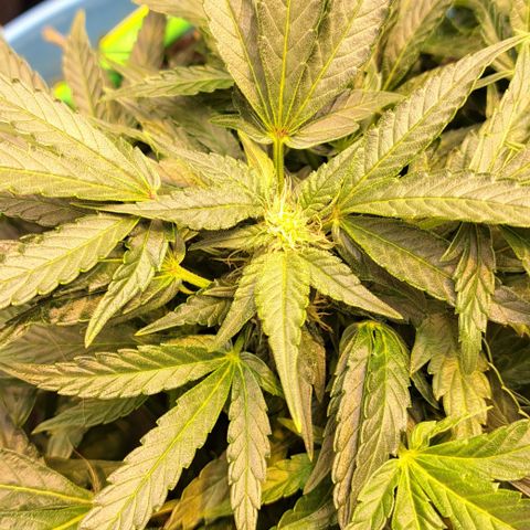 Royal Gorilla Automatic (bonsaï style) growlog timeline photo