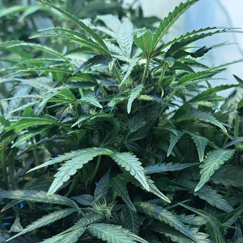 Royal Gorilla Automatic (bonsaï style) growlog timeline photo