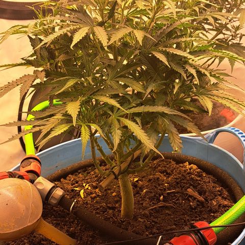 Northern Light Automatic growlog timeline photo