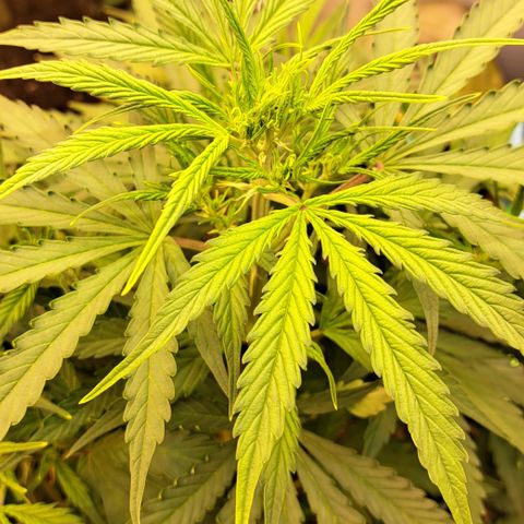 Northern Light Automatic growlog timeline photo