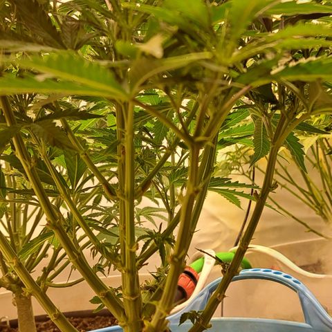 Northern Light Automatic growlog timeline photo