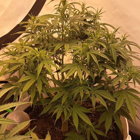 Green Gelato Automatic growlog timeline photo