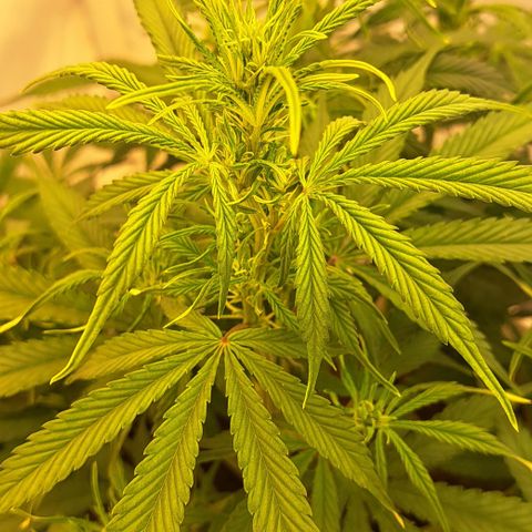 Green Gelato Automatic growlog timeline photo