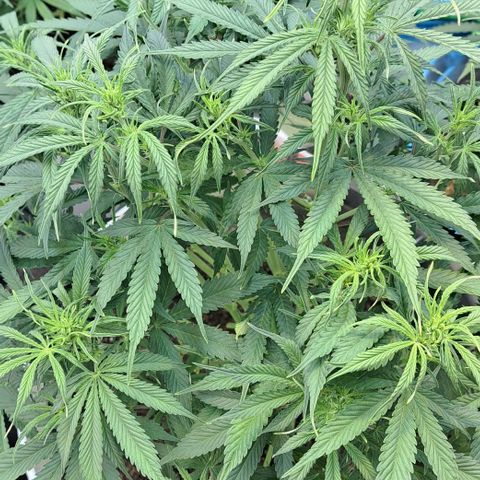 Green Gelato Automatic growlog timeline photo
