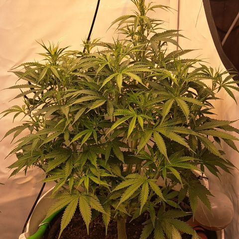Green #2 growlog timeline photo