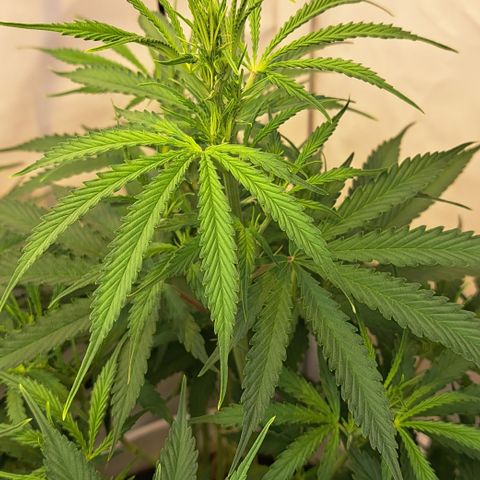 Green #2 growlog timeline photo