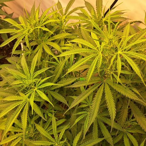 Green #2 growlog timeline photo