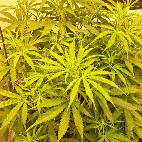 Green #2 growlog timeline photo