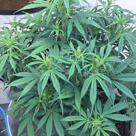 Green Gelato Automatic growlog timeline photo