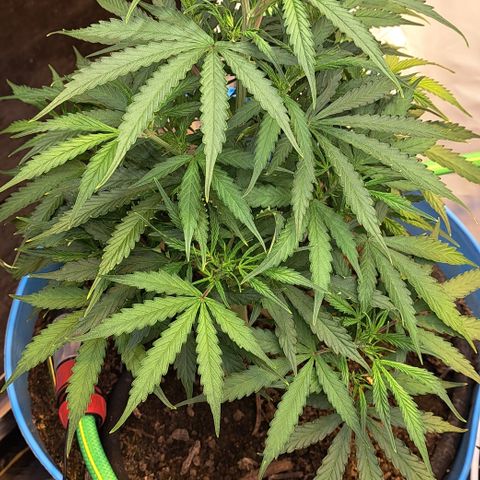 Northern Light Automatic growlog timeline photo