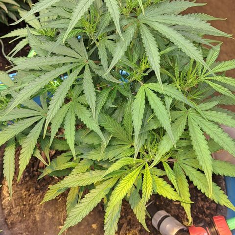 Northern Light Automatic growlog timeline photo