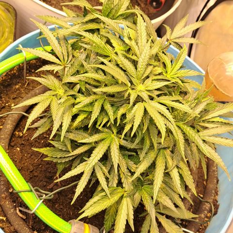 Royal Gorilla Automatic (bonsaï style) growlog timeline photo