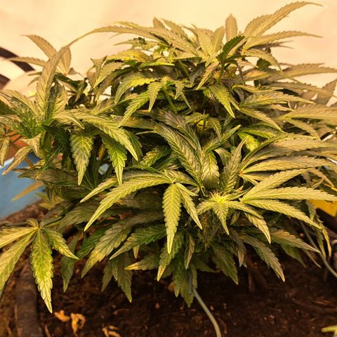 Royal Gorilla Automatic (bonsaï style) growlog timeline photo