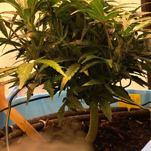 Royal Gorilla Automatic (bonsaï style) growlog timeline photo