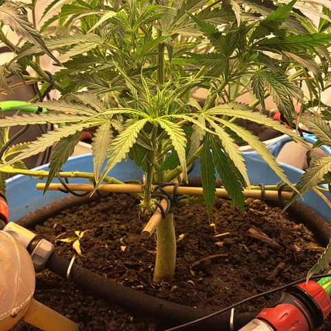 Northern Light Automatic growlog timeline photo