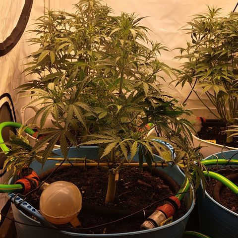 Northern Light Automatic growlog timeline photo