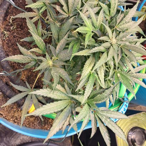 Royal Gorilla Automatic (bonsaï style) growlog timeline photo