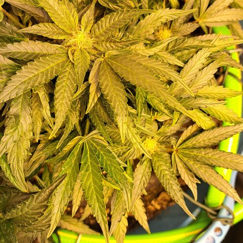 Royal Gorilla Automatic (bonsaï style) growlog timeline photo
