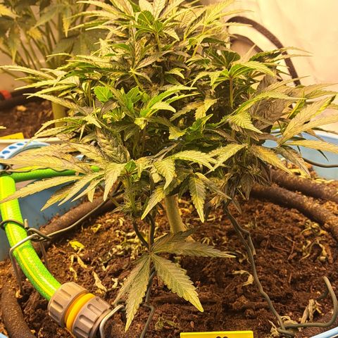 Royal Gorilla Automatic (bonsaï style) growlog timeline photo