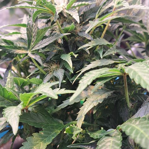 Royal Gorilla Automatic (bonsaï style) growlog timeline photo