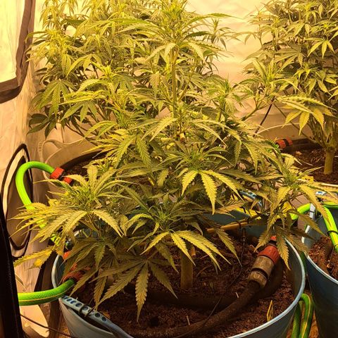Northern Light Automatic growlog timeline photo
