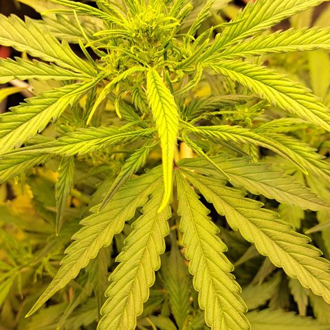 Northern Light Automatic growlog timeline photo