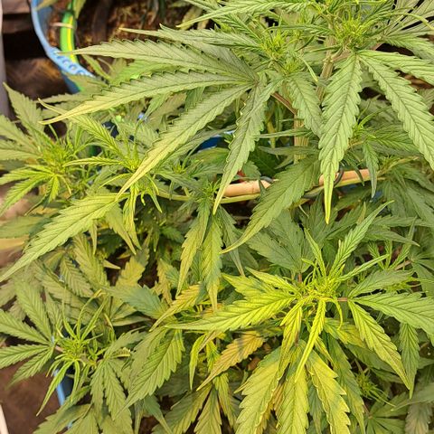 Northern Light Automatic growlog timeline photo