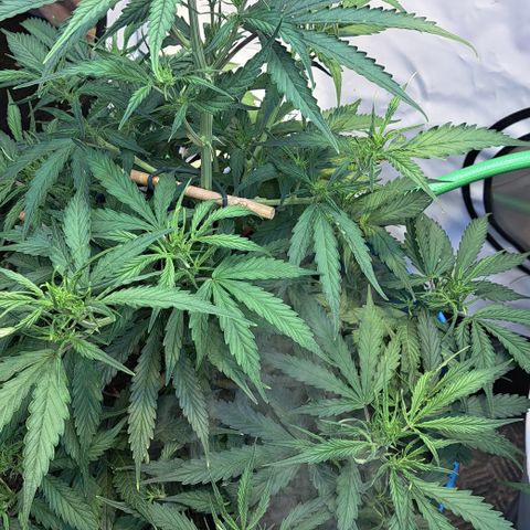 Northern Light Automatic growlog timeline photo