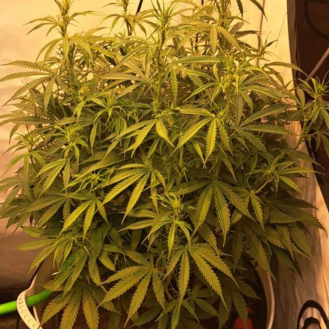 Green #2 growlog timeline photo