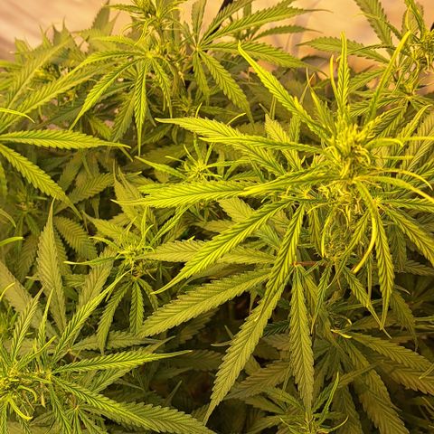 Green #2 growlog timeline photo