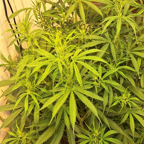 Green #2 growlog timeline photo