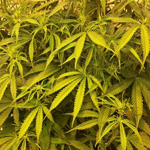 Green #2 growlog timeline photo