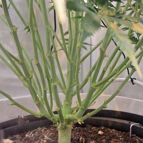 Green #2 growlog timeline photo