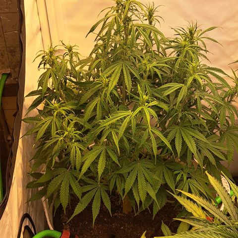 Green Gelato Automatic growlog timeline photo