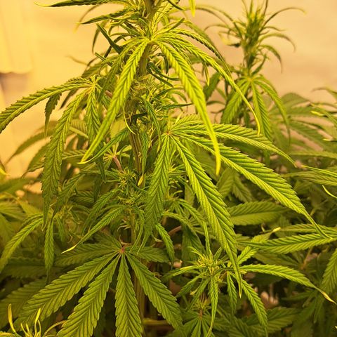 Green Gelato Automatic growlog timeline photo