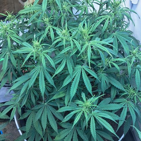 Green Gelato Automatic growlog timeline photo