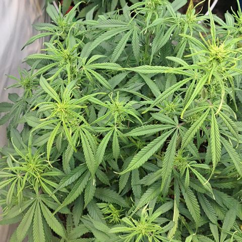 Green Gelato Automatic growlog timeline photo