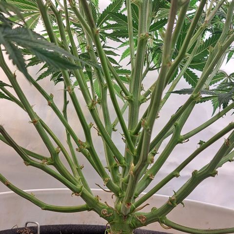 Green Gelato Automatic growlog timeline photo
